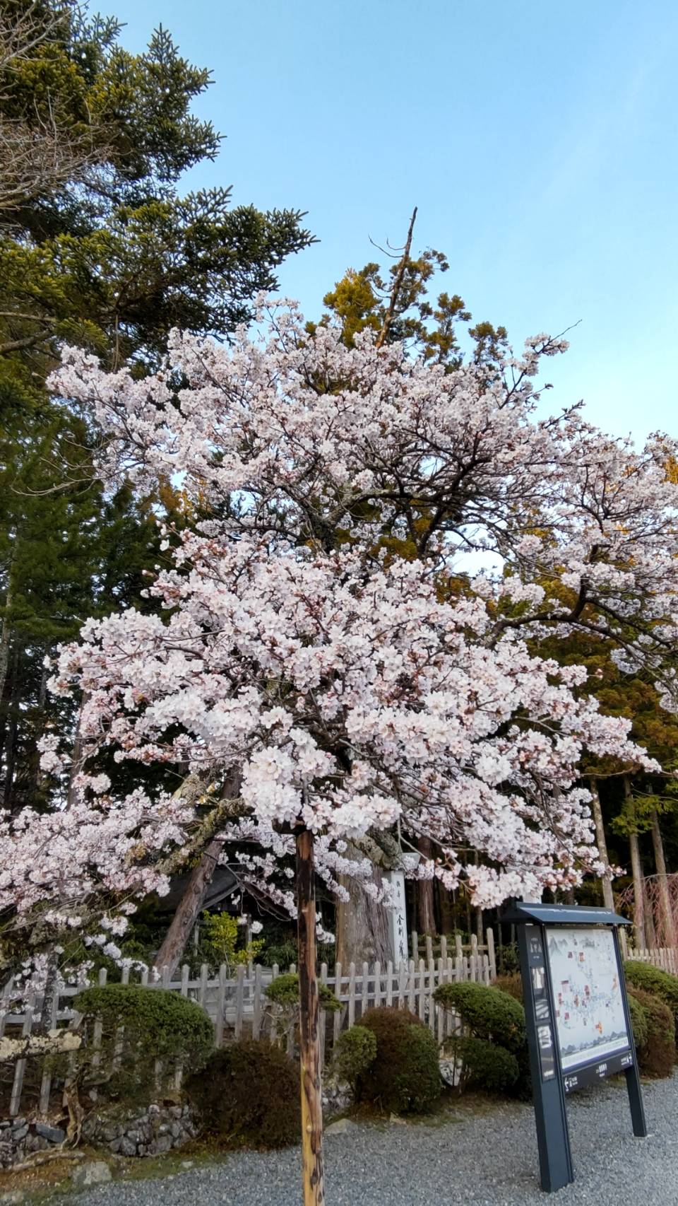 金剛峯寺前の桜満開です 高野山真言宗 別格本山 普賢院